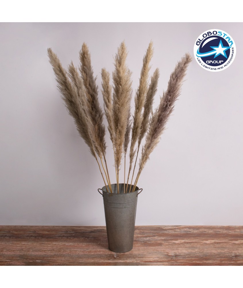 GLOBOSTAR® PAMPASGRASS 36514 Αποξηραμένο Διακοσμητικό Μπουκέτο Γρασίδι της Πάμπας - Καφέ - Μ20 x Π20 x Υ150cm - Πακέτο 5 Τεμαχίων